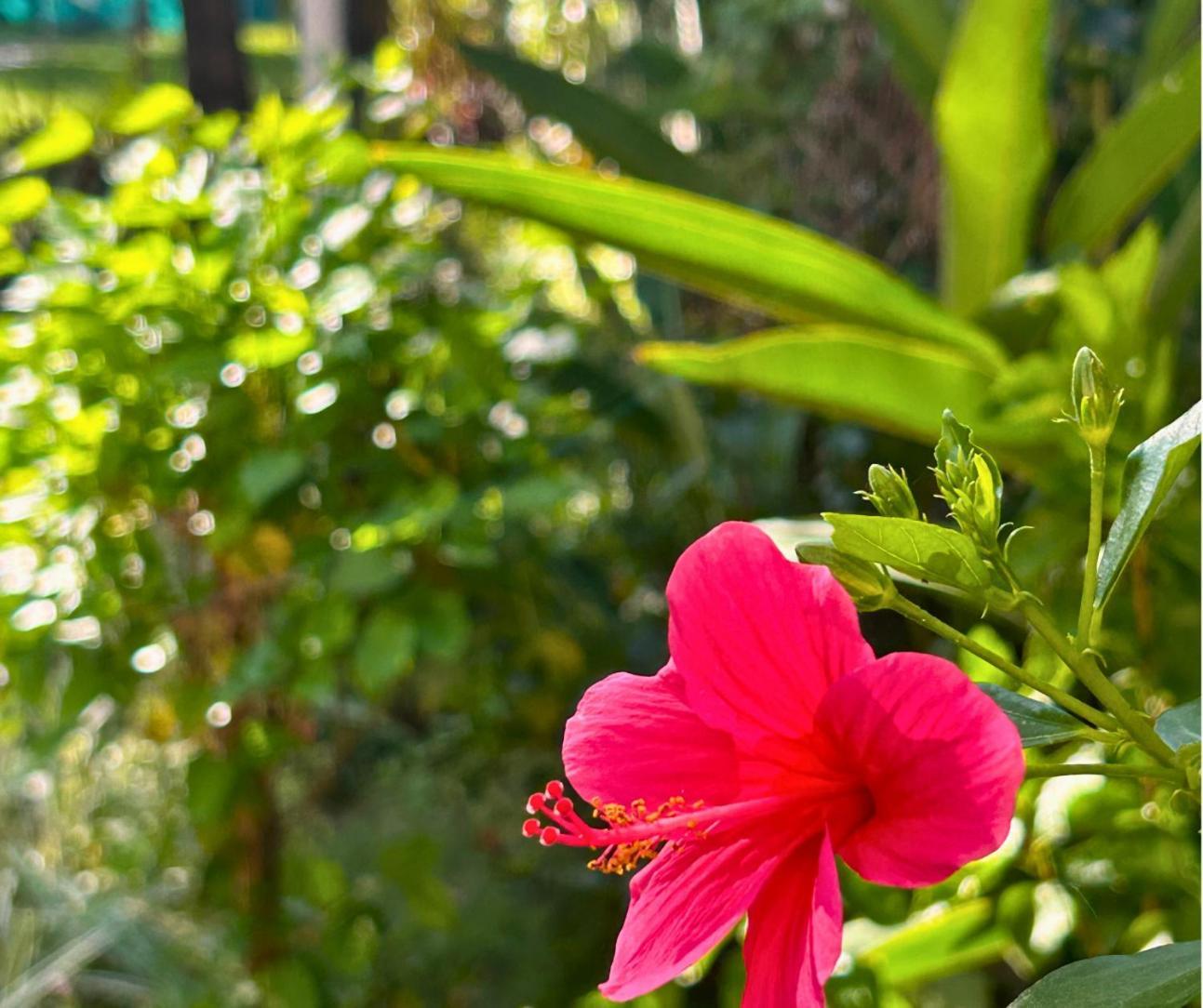 Jungle Hut-annabelle's At Bernard Simao,calangute,goa Apartment Candolim